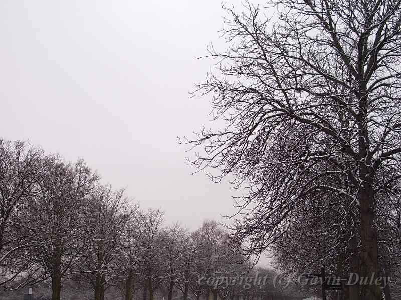 Snow, Greenwich Park IMGP7573.JPG